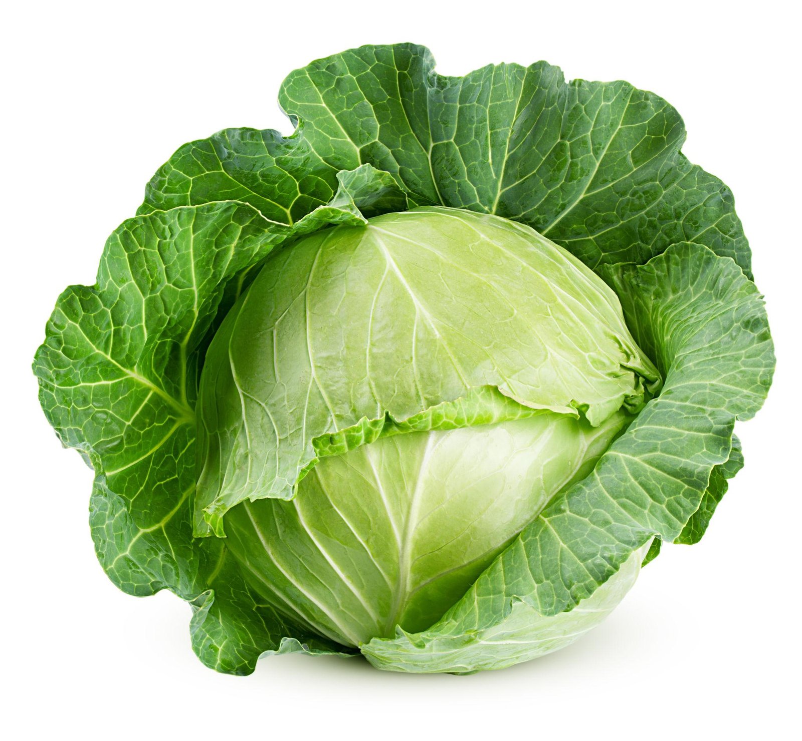 Cabbage (बंधी / पत्तागोभी)